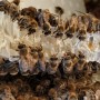 Vorschau: Bien Berliner Sommer Honig